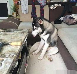 哈士奇海绵爆料视频播放,萌宠搞笑瞬间大盘点 第2张 哈士奇海绵爆料视频播放,萌宠搞笑瞬间大盘点 第2张